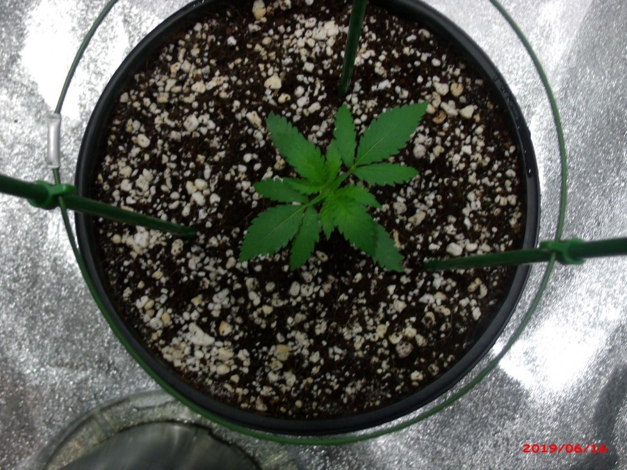 Afghan Kush       Day 15     (2).JPG