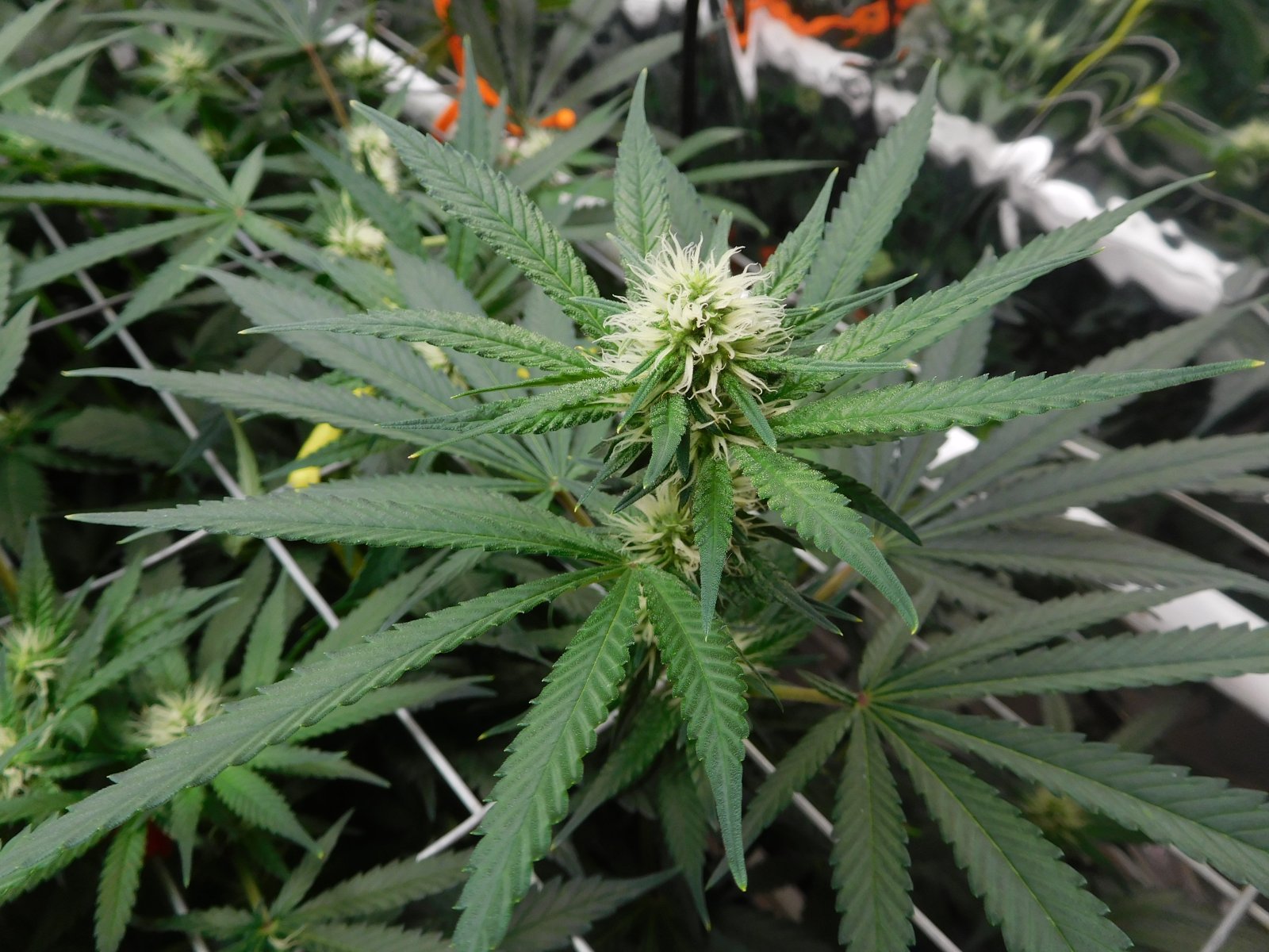 AG Day 19 Flower (2).JPG