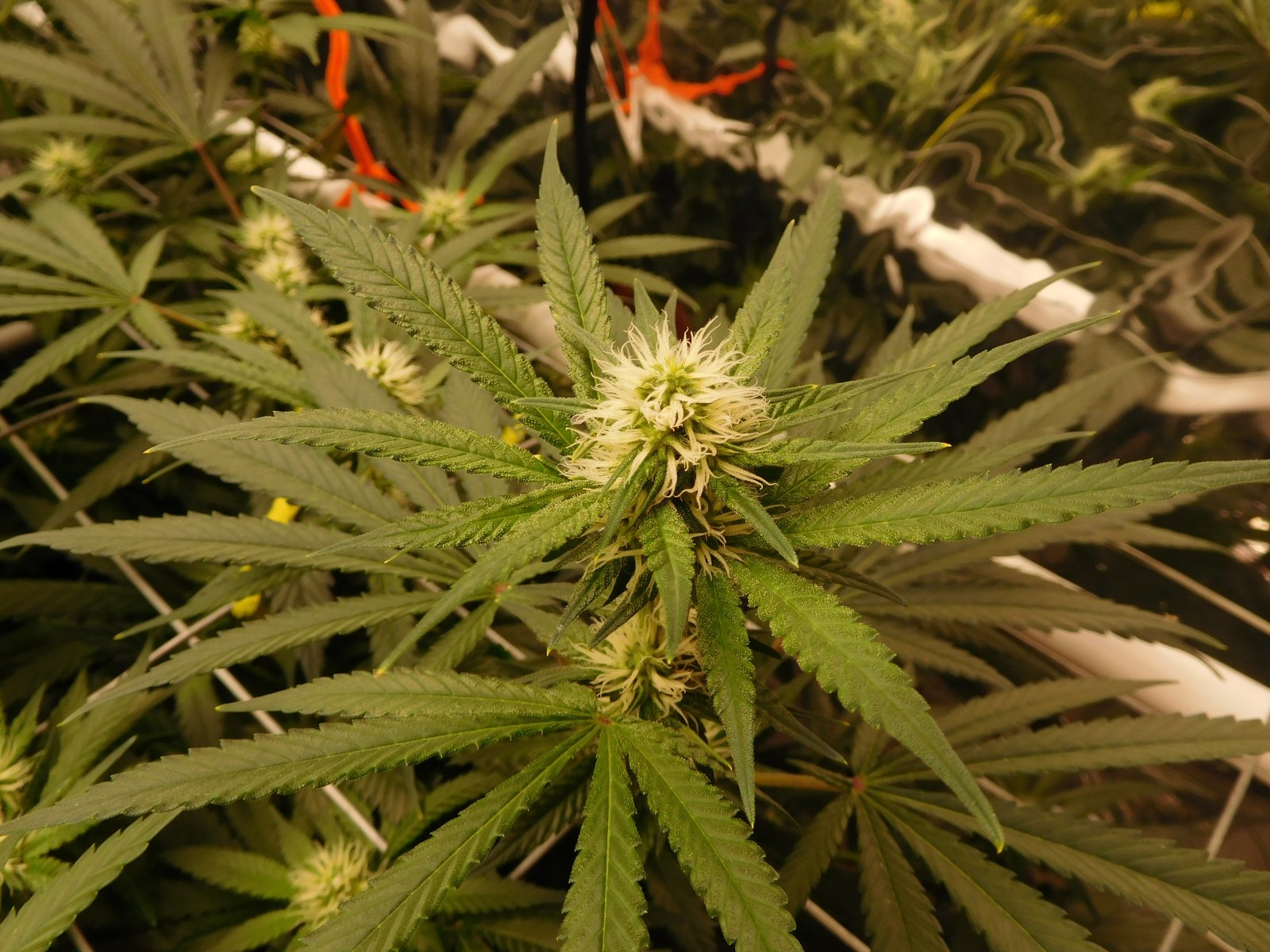 AG Day 20 Flower (2).JPG