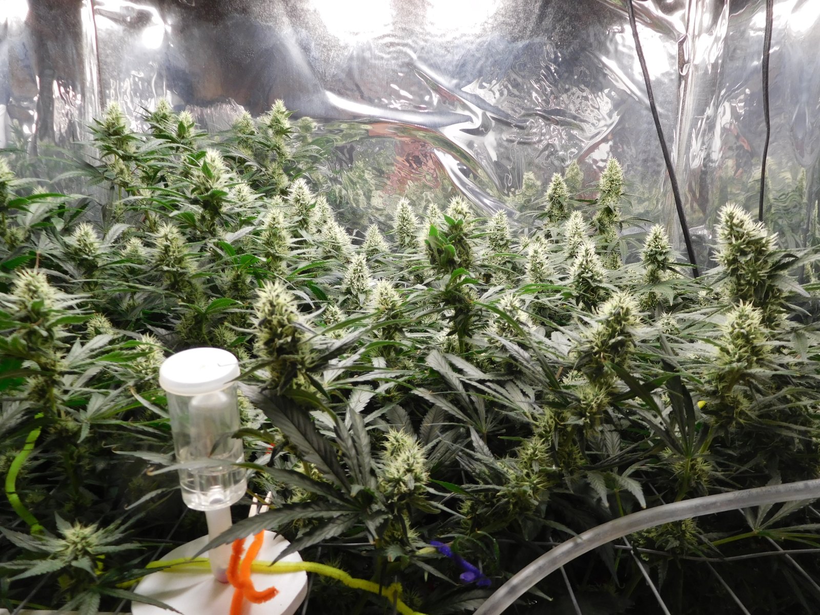 AG Day 36 Flower (2).JPG