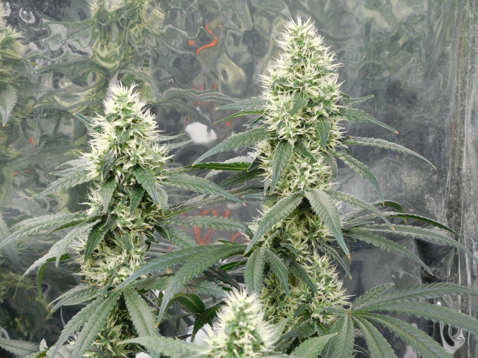 AG Day 37 Flower (5).JPG