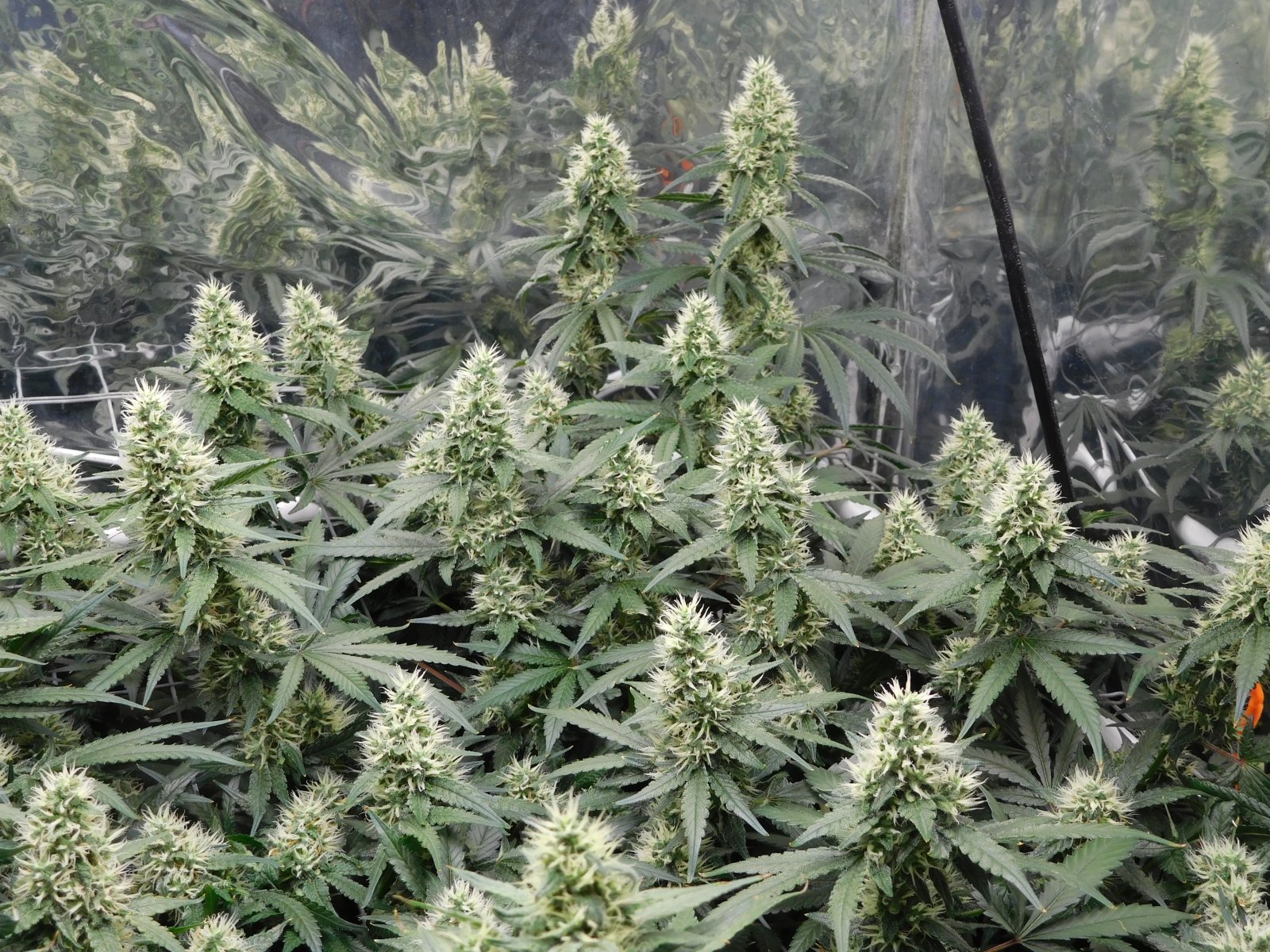 AG Day 38 Flower (5).JPG