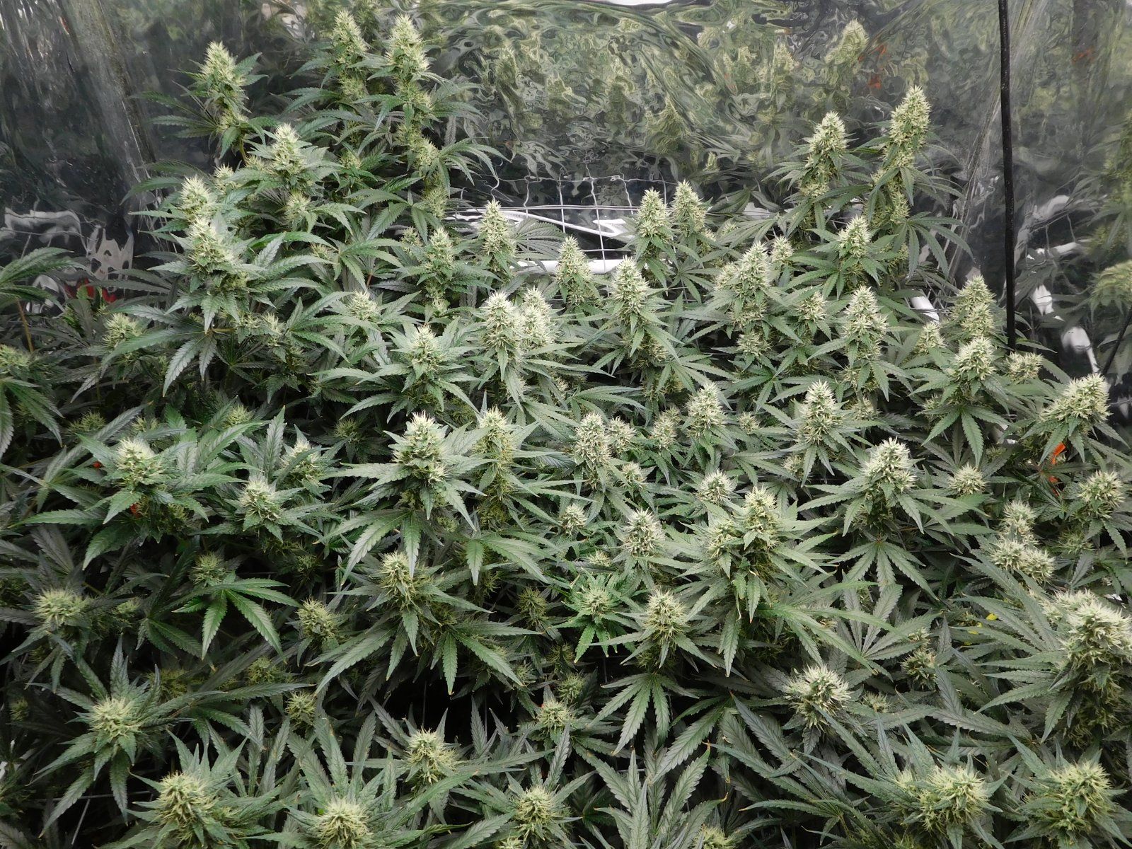 AG Day 39 Flower (3).JPG