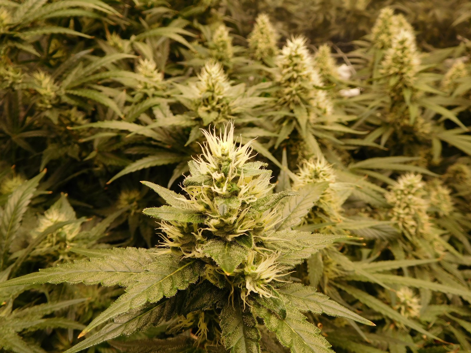 AG Day 39 Flower (5).JPG