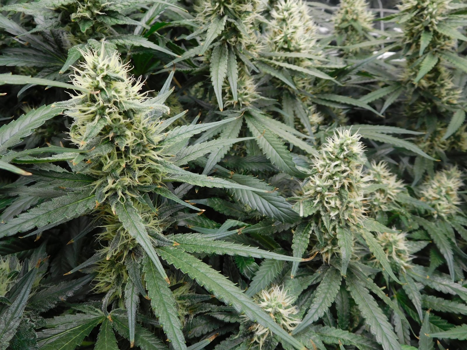 AG Day 40 Flower (4).JPG