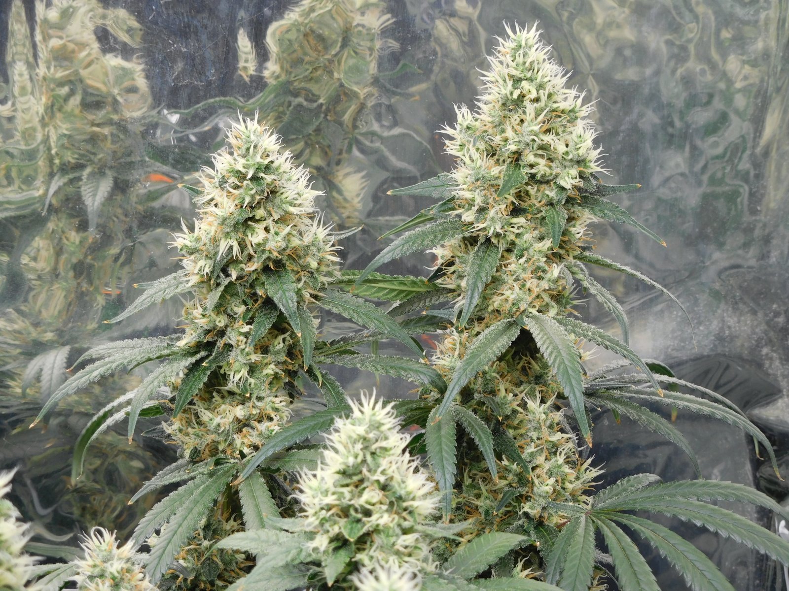 AG Day 47 Flower (4).JPG