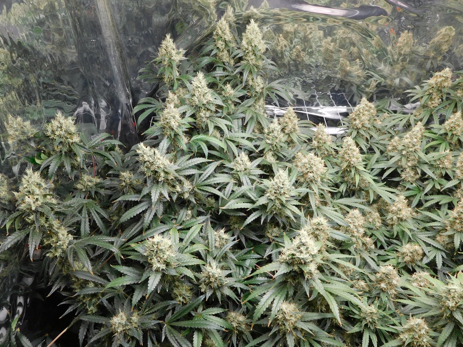 AG Day 60 Flower (4).JPG