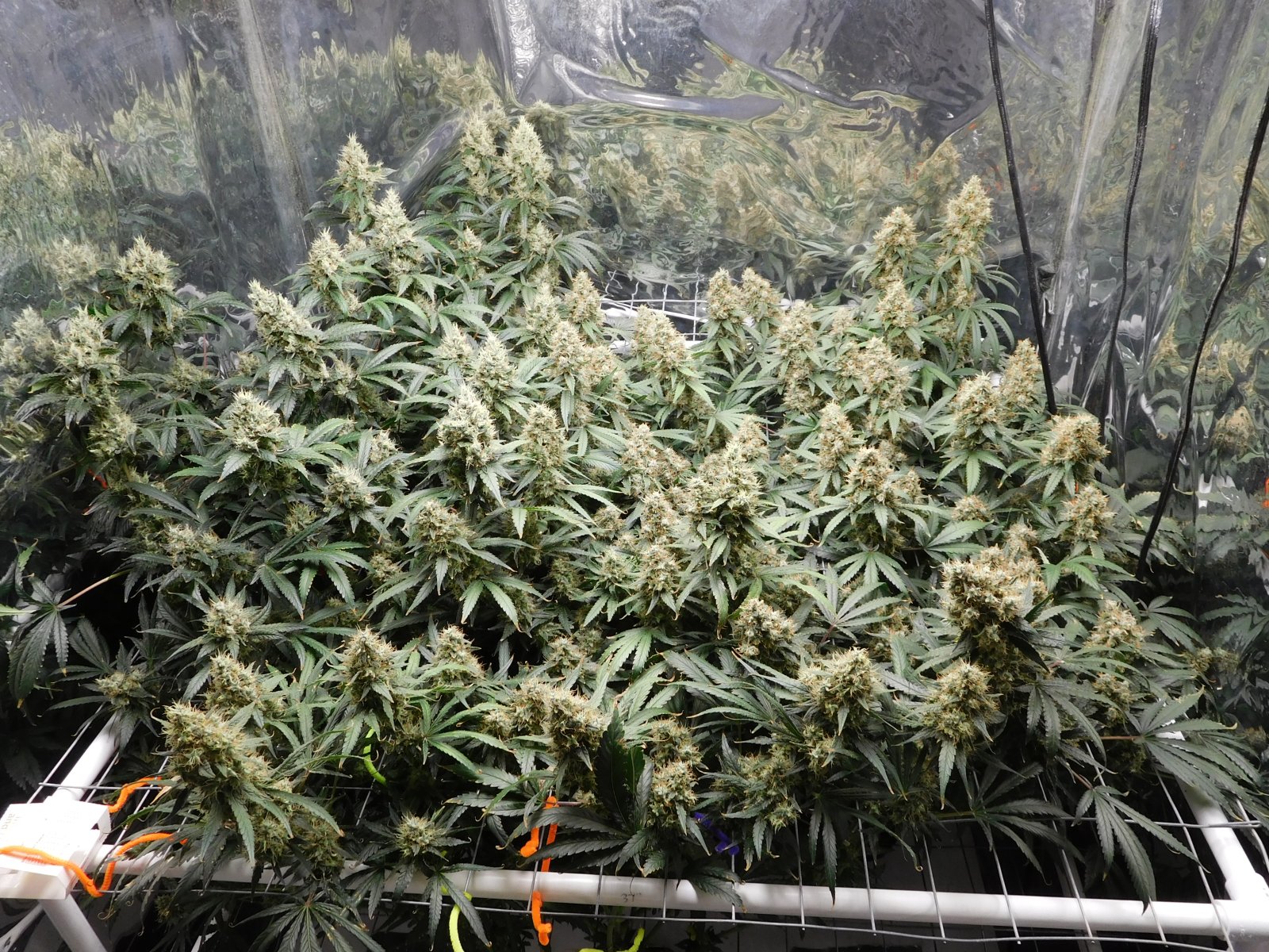 AG Day 62 Flower (2).JPG