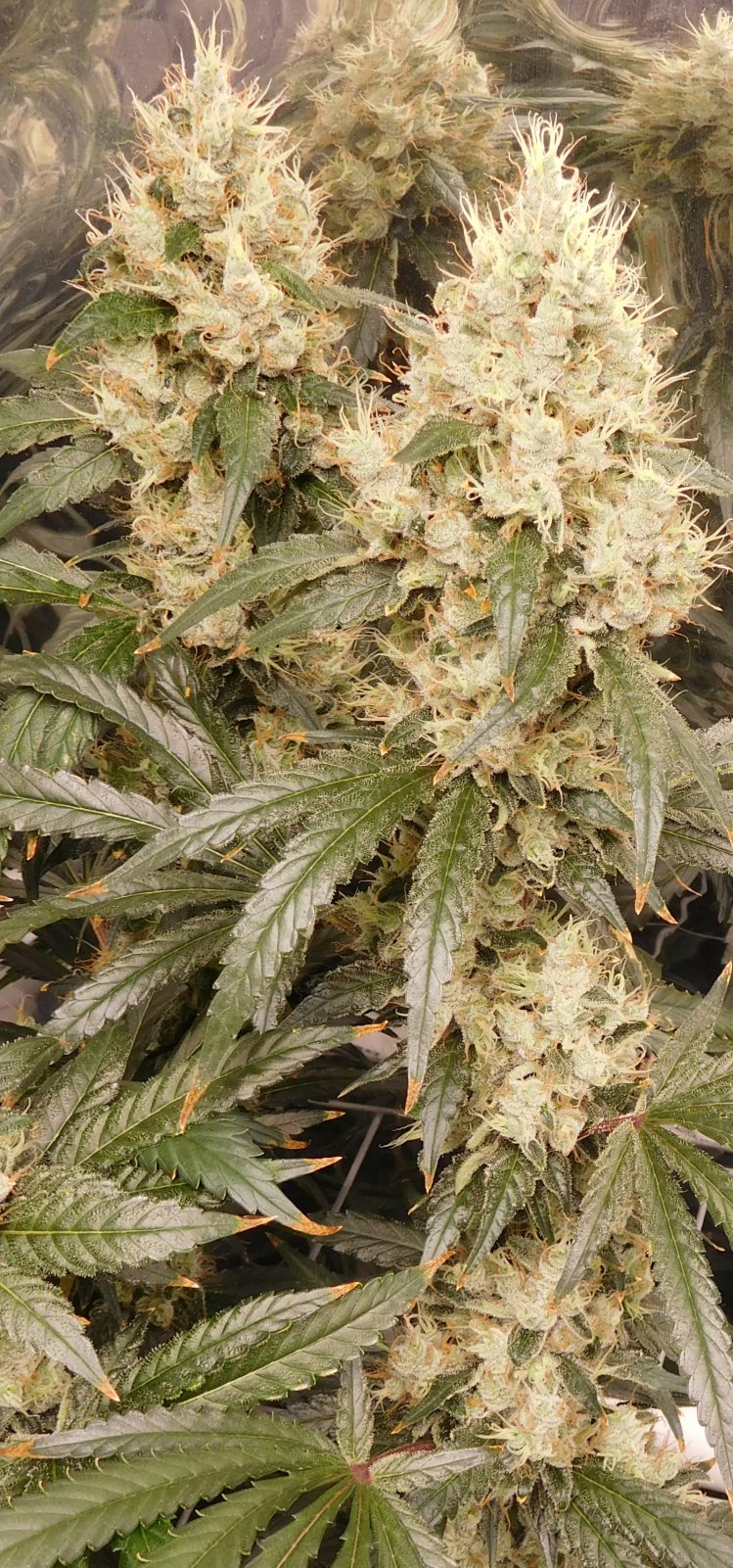 AG Day 62 Flower (4).JPG