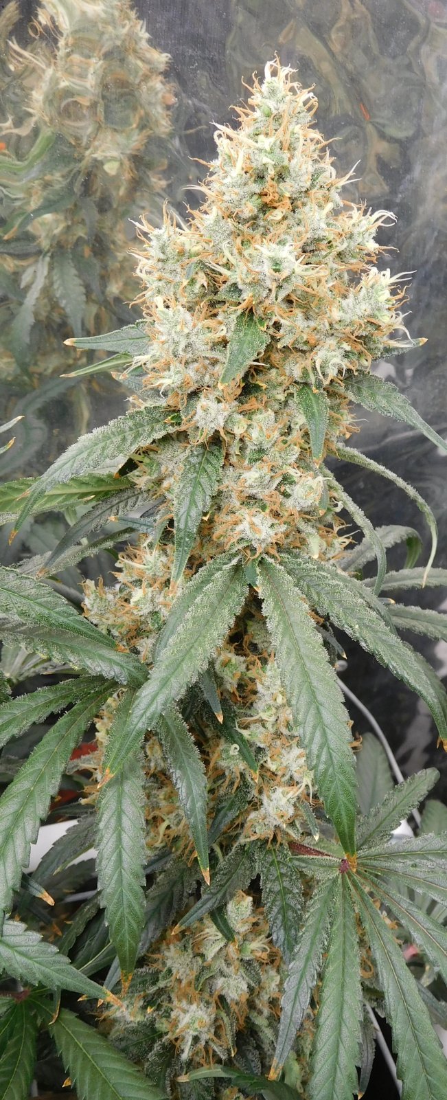 AG Day 62 Flower (6).JPG