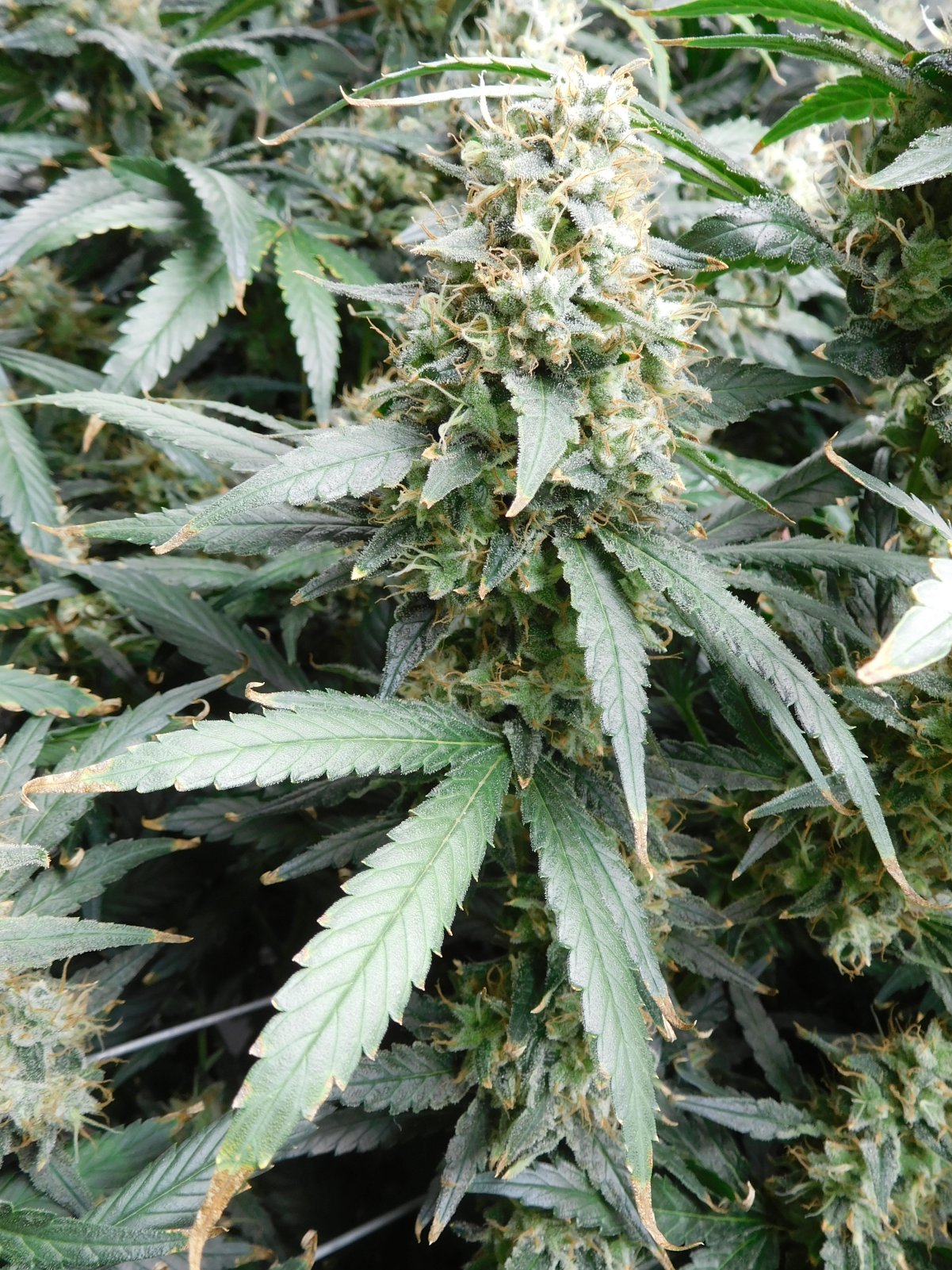 AG Day 62 Flower (9).JPG