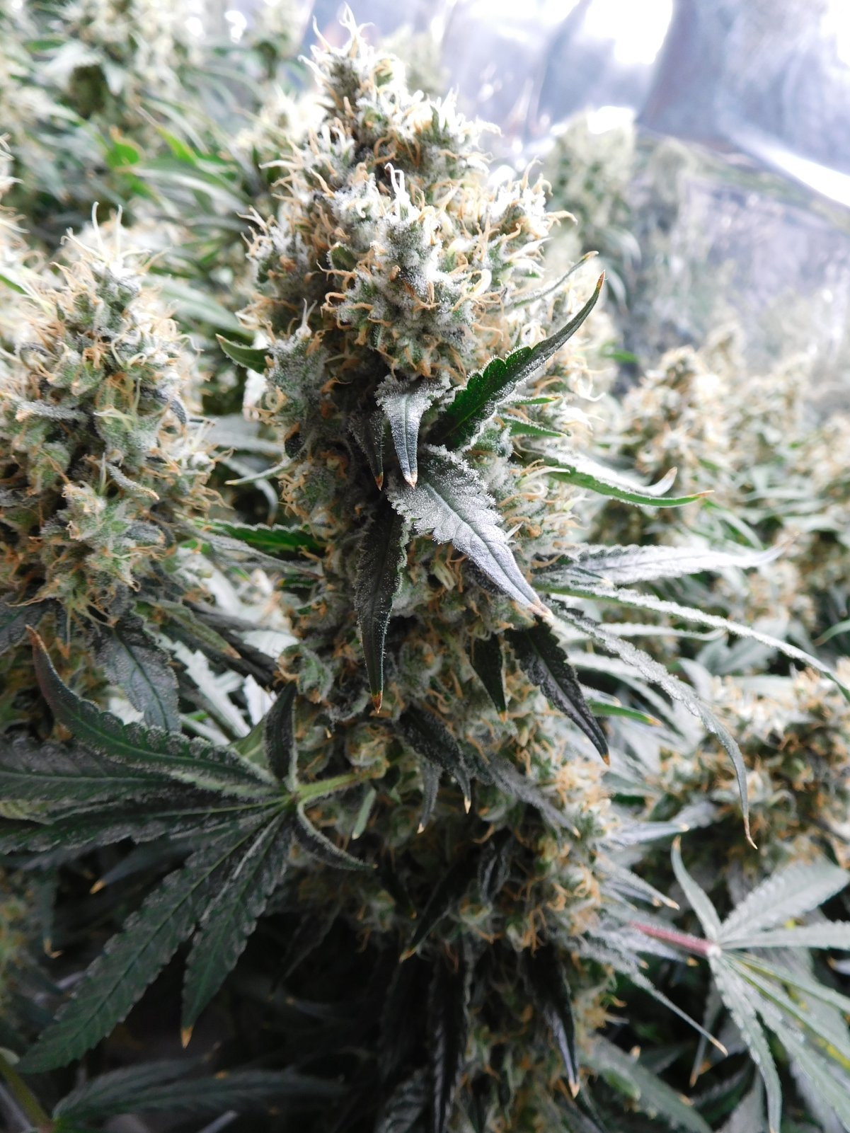 AG Day 64 Flower (8).JPG