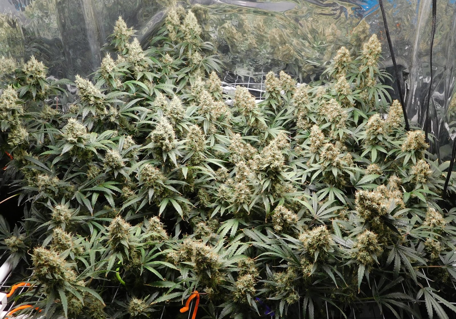 AG Day 65 Flower (2).JPG