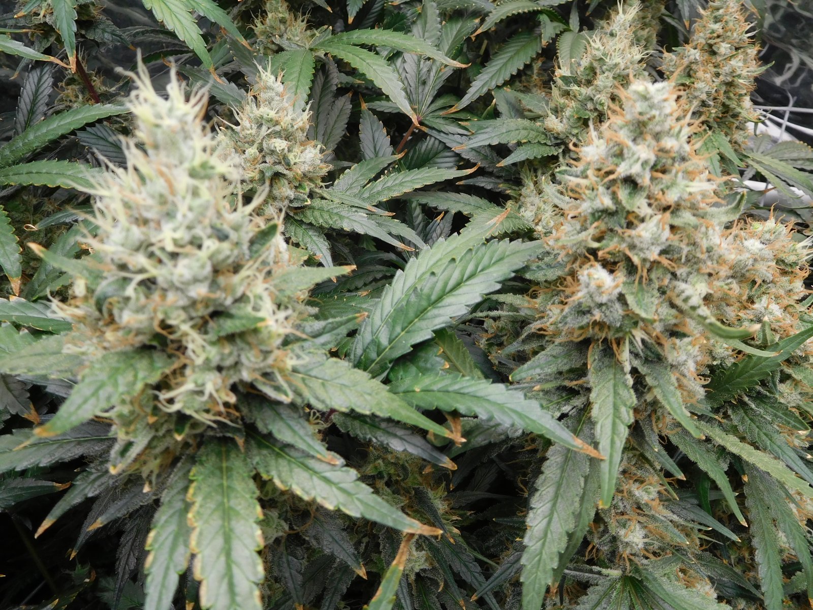 AG Day 65 Flower (7).JPG