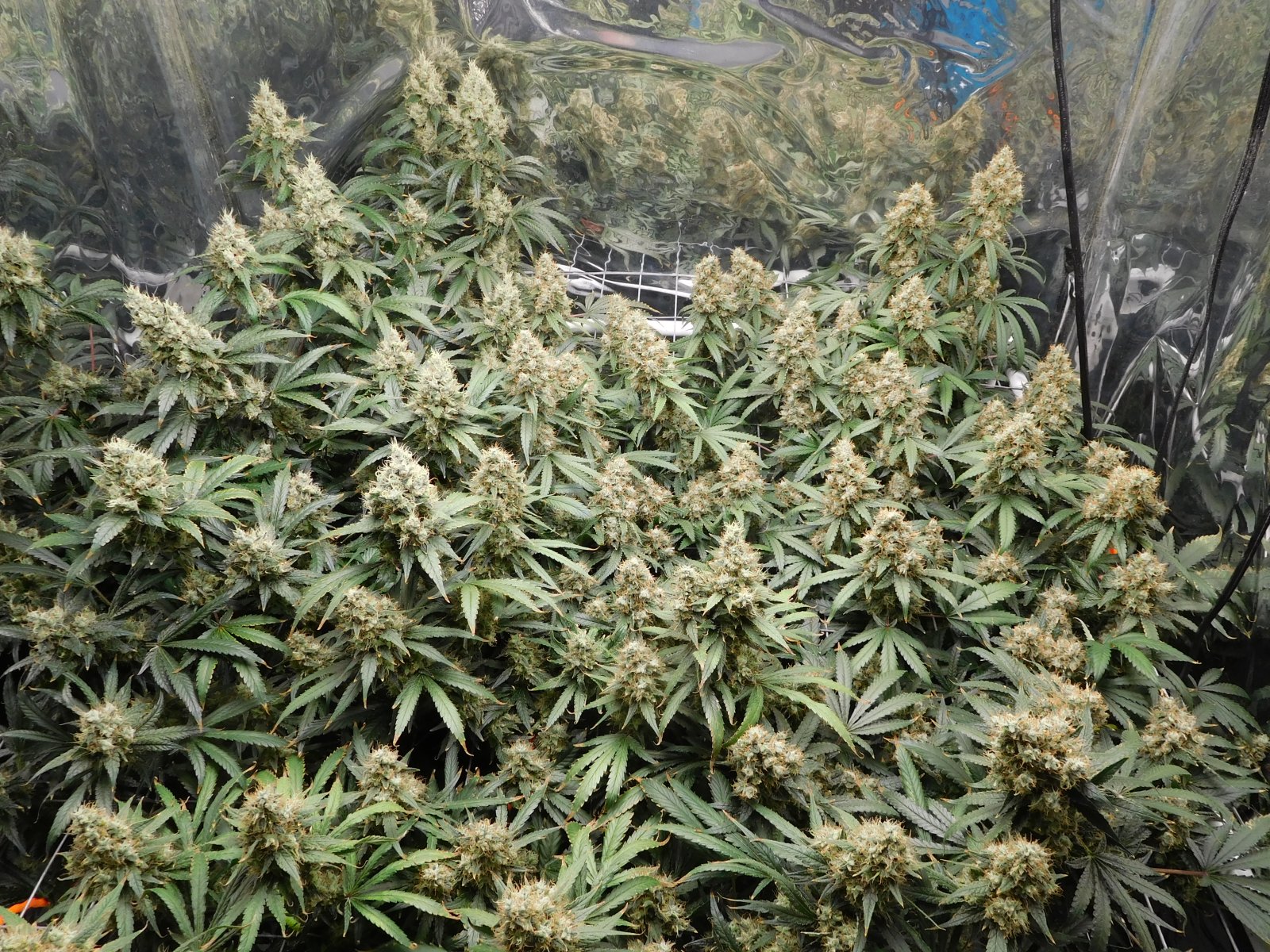 AG Day 66 Flower (2).JPG