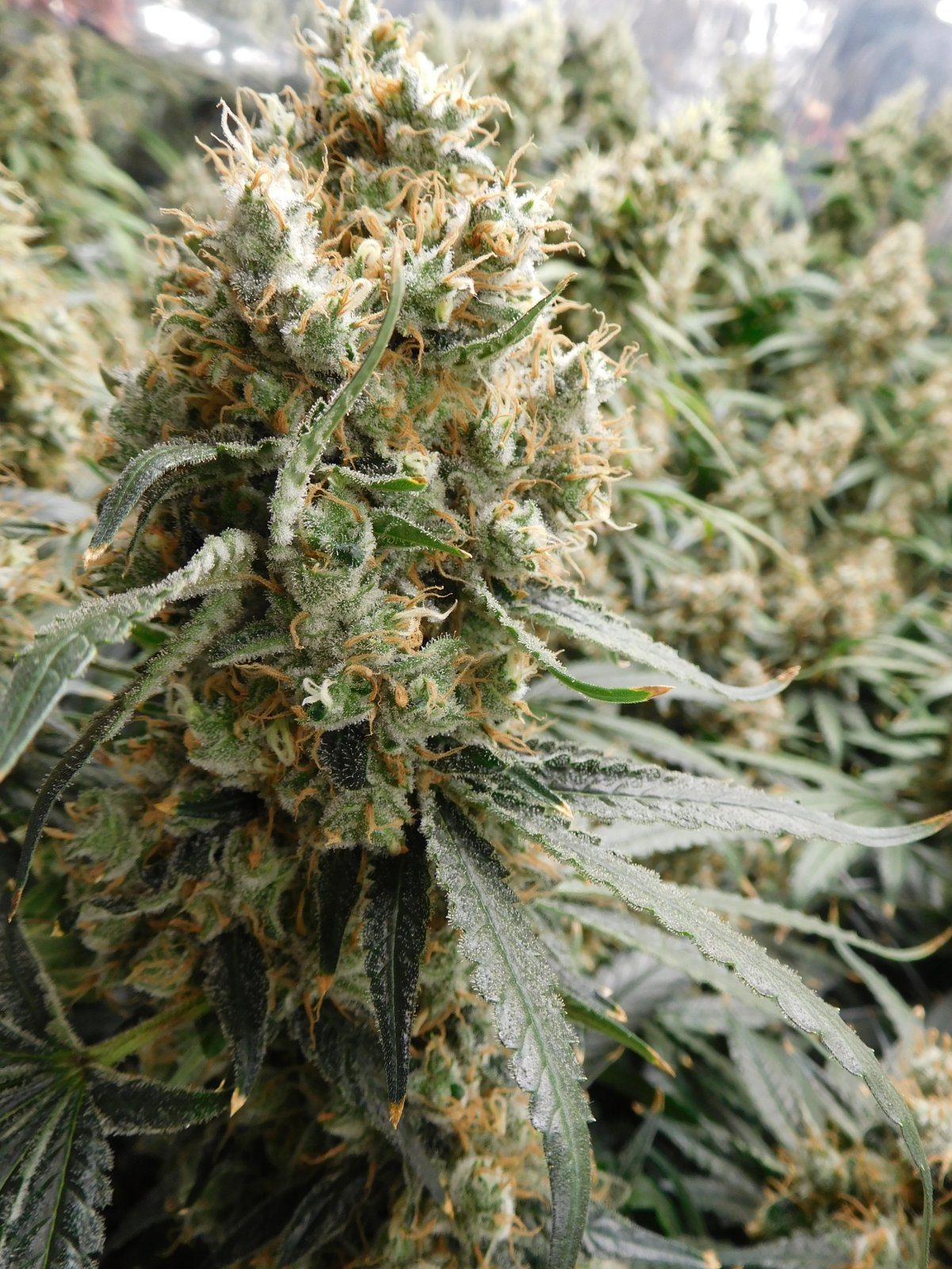 AG Day 66 Flower (3).JPG