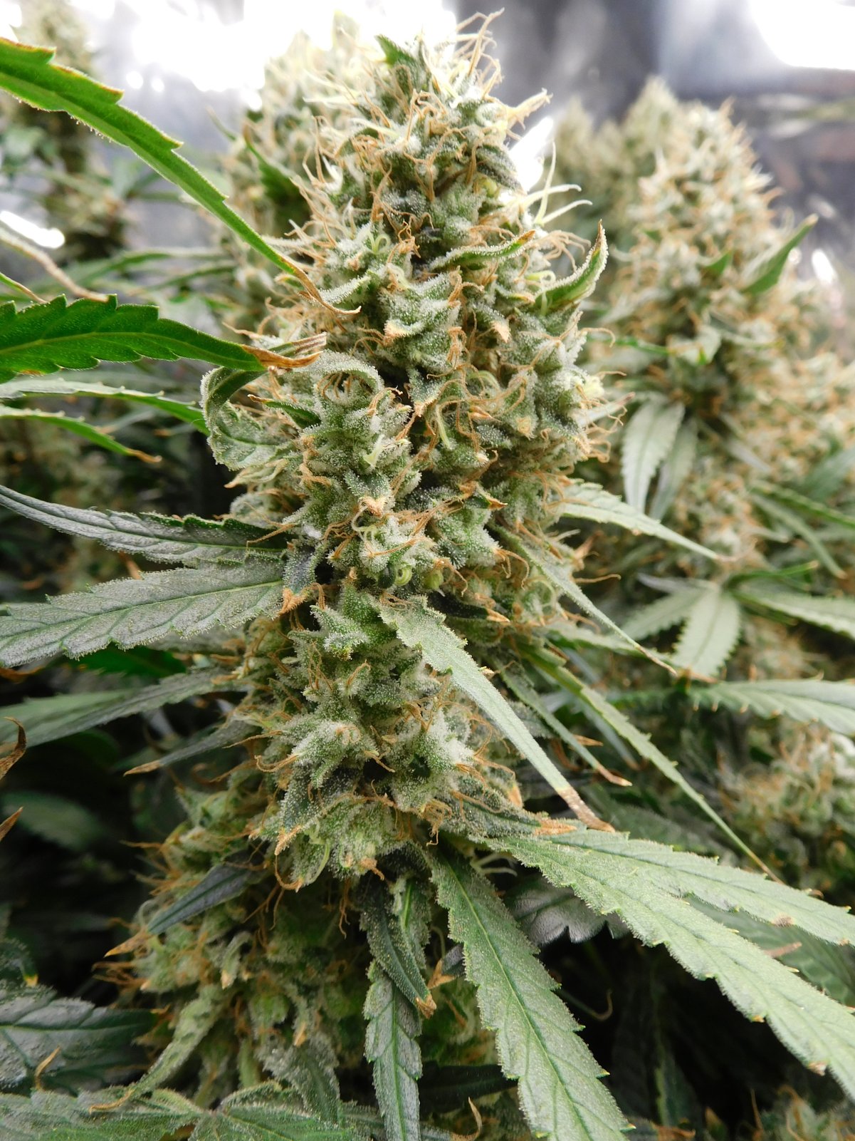 AG Day 66 Flower (4).JPG