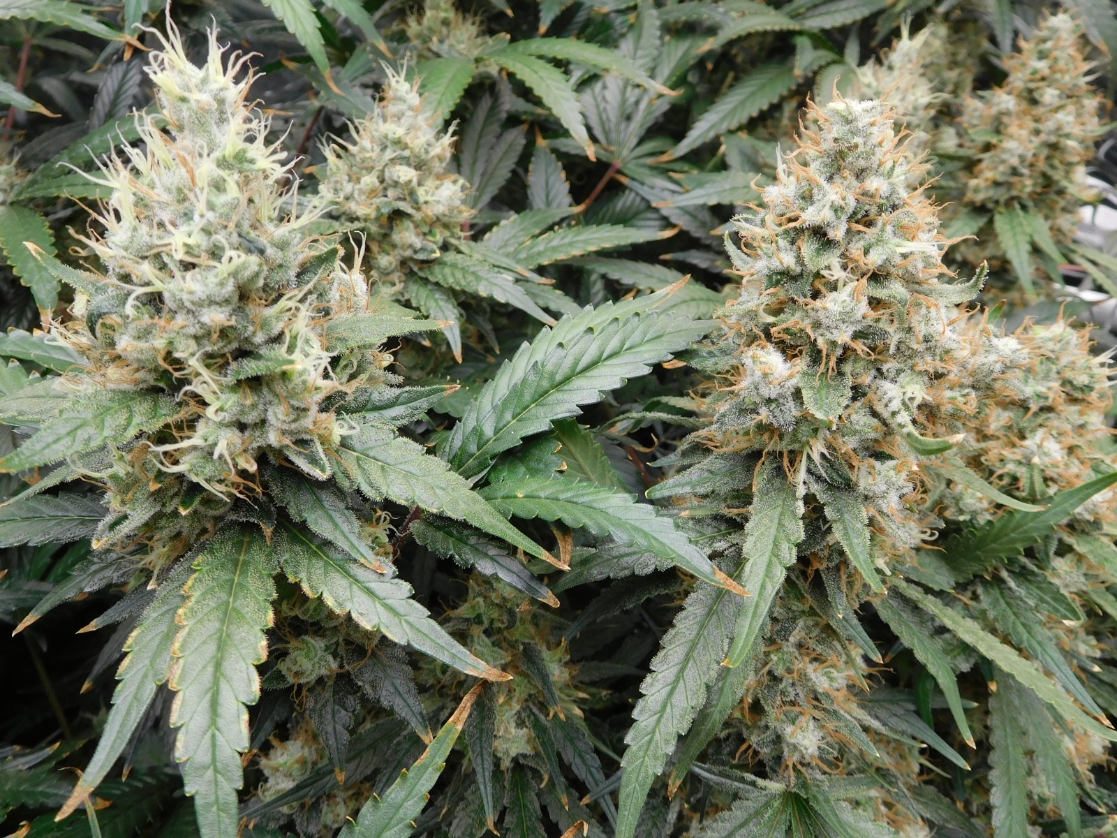 AG Day 66 Flower (5).JPG