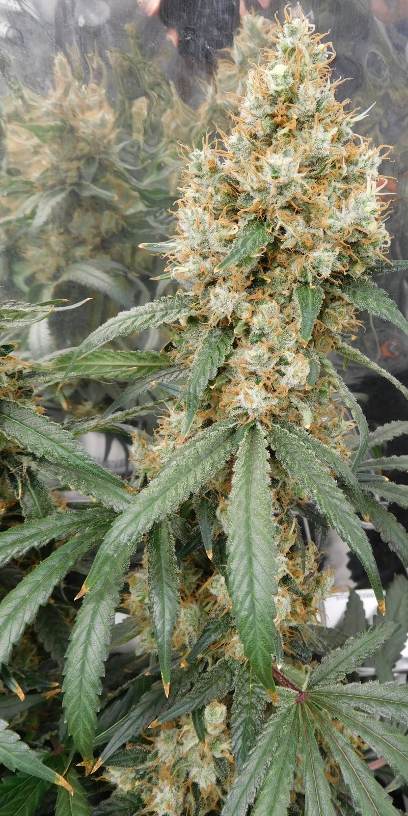 AG Day 66 Flower (6).JPG