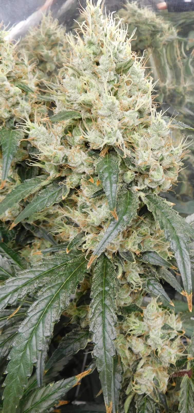 AG Day 66 Flower (7).JPG