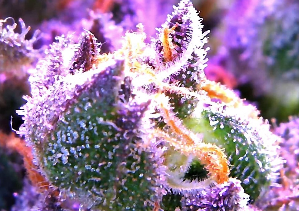 Amber Trichomes.jpg