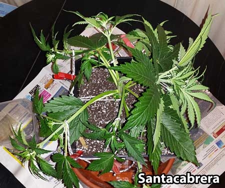 amnesia-lst-auto-sm.jpg