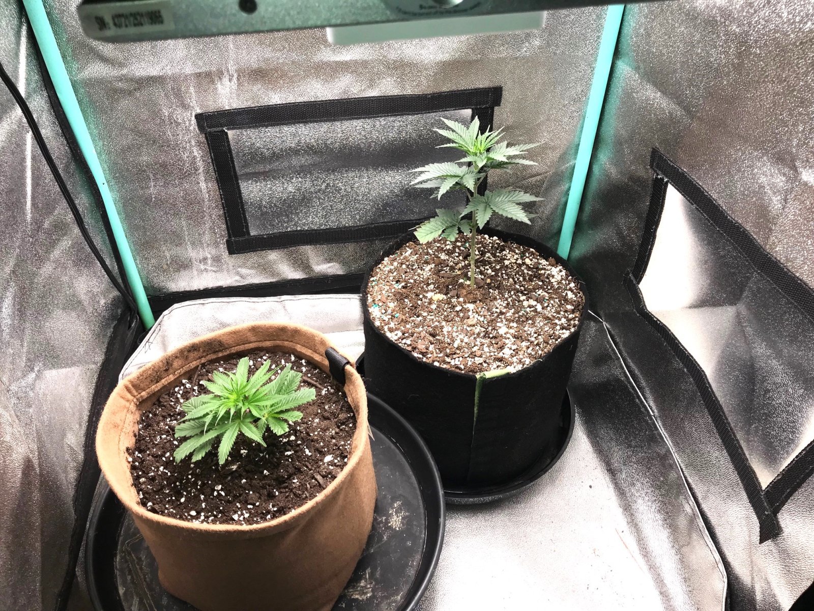 ANX GM clone and Crescendo 1-28-23 D8-39.jpg