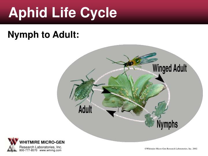 aphid-life-cycle-n.jpg