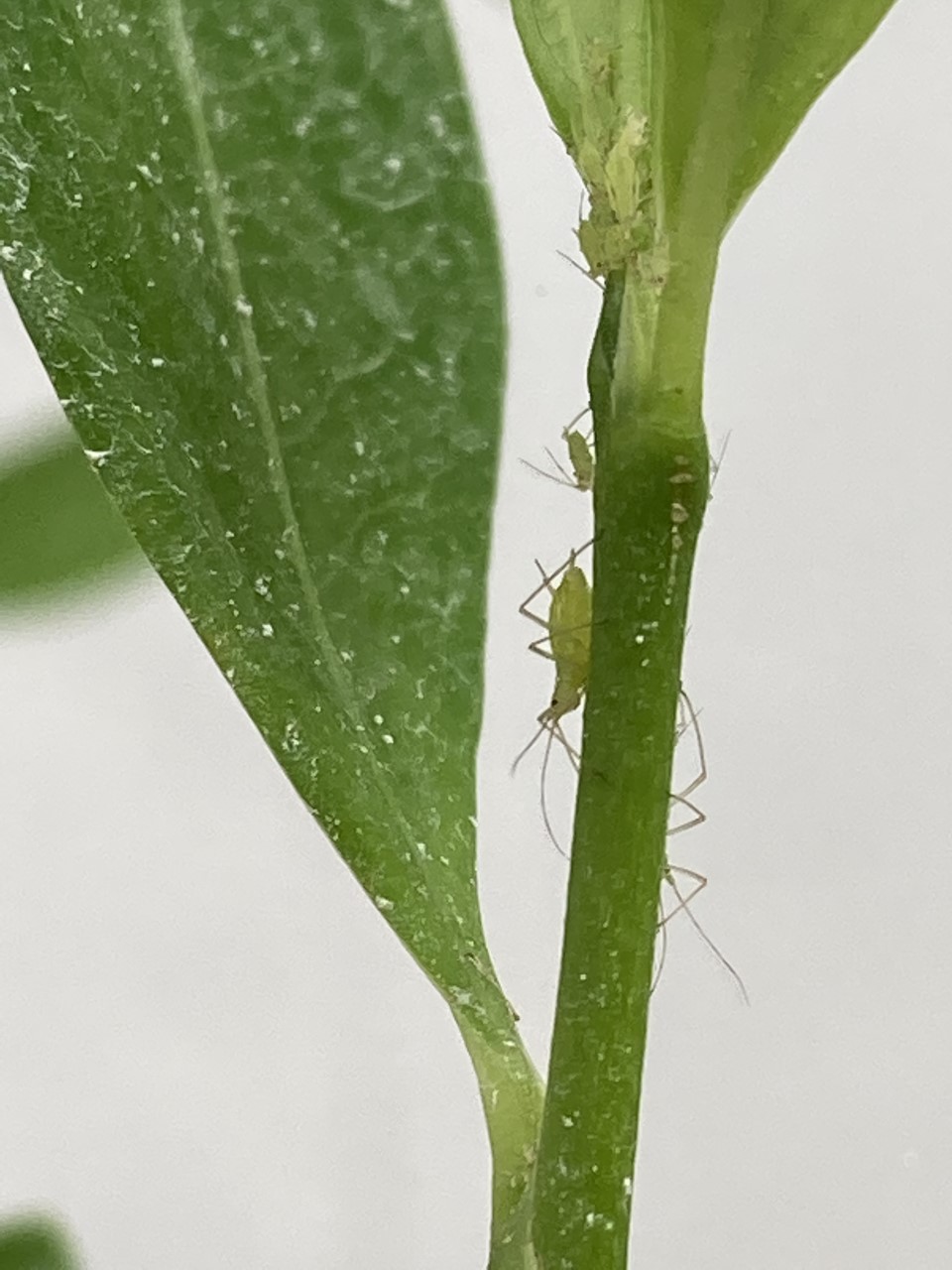 aphid q.jpg