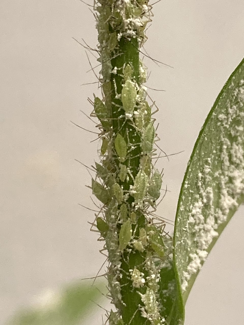 aphid q2.jpg