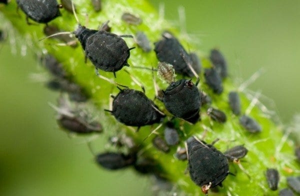 aphids-600x392.jpg