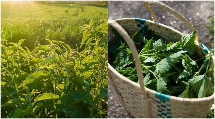 asons-Why-You-Should-Go-Pick-Nettles-Right-Now-2-3.jpg