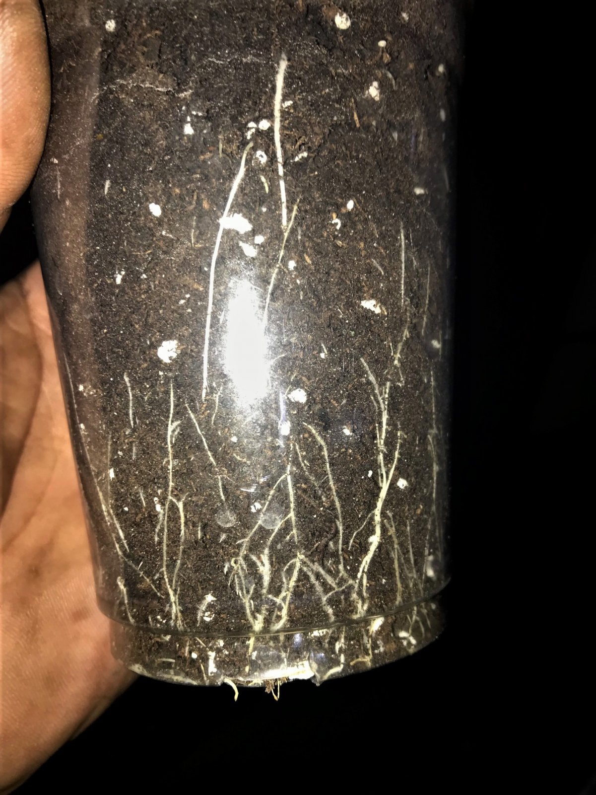 Auto roots 12-9-21 Day 25.jpg