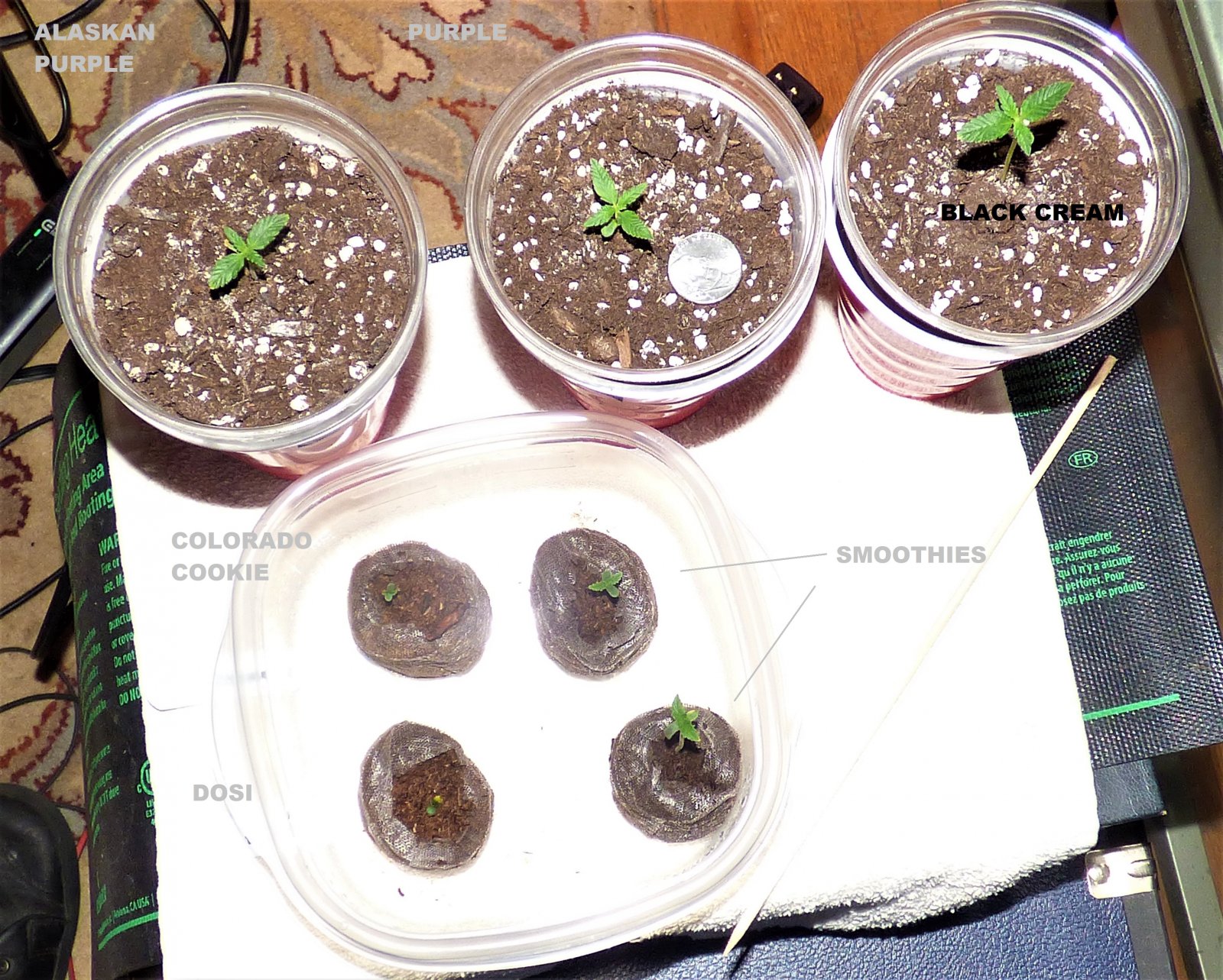 Auto seedlings 11-17-21 D8 solos D3 pucks LABELS.jpg