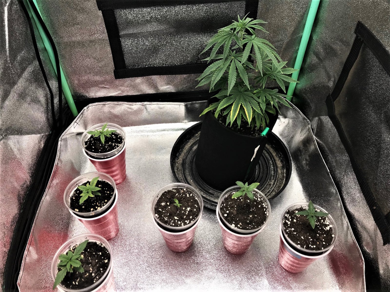 auto-seedlings-11-26-21-jpg.2448414