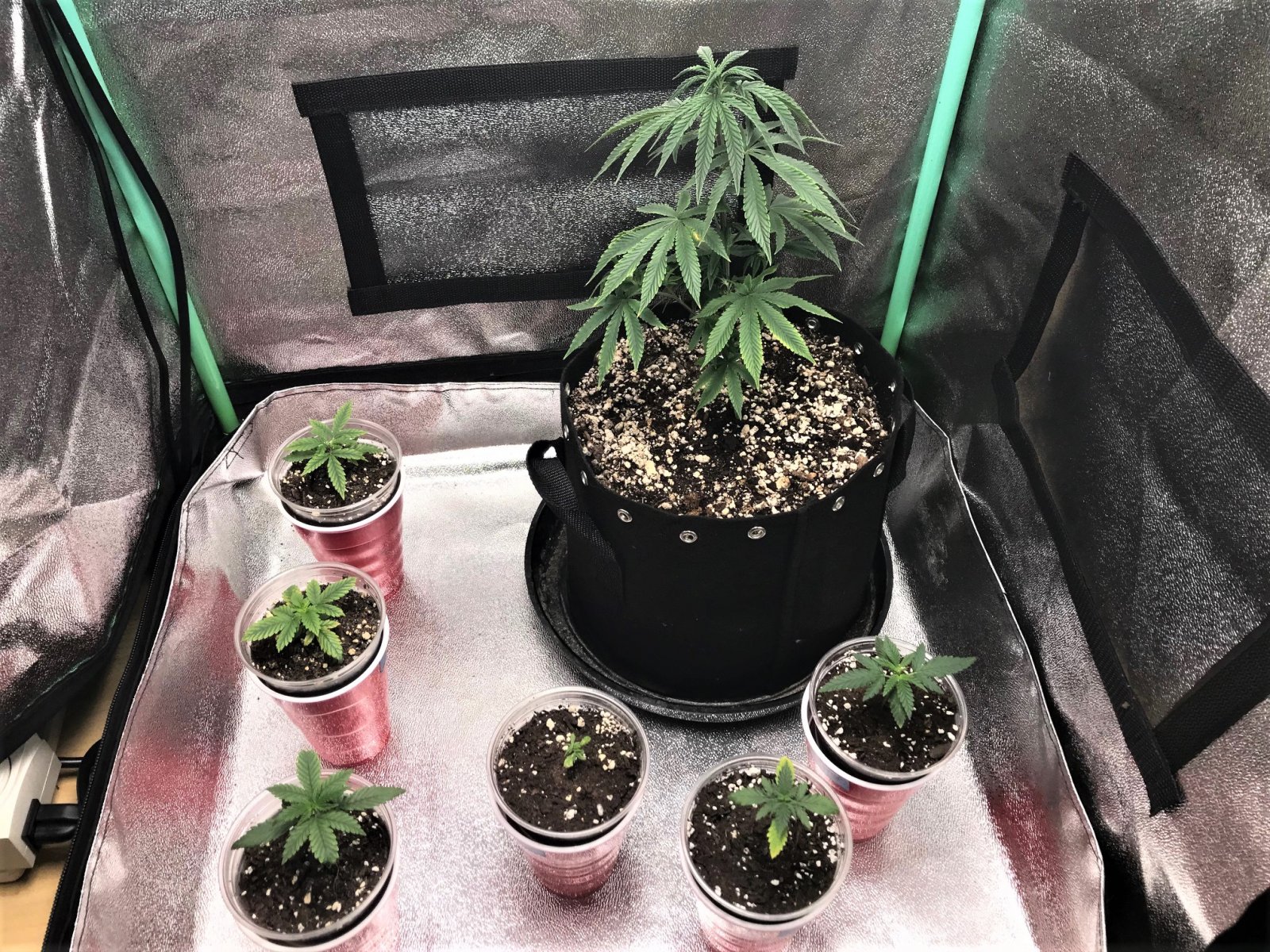 Auto Seedlings 11-29-21 and ARC clone uppot.jpg