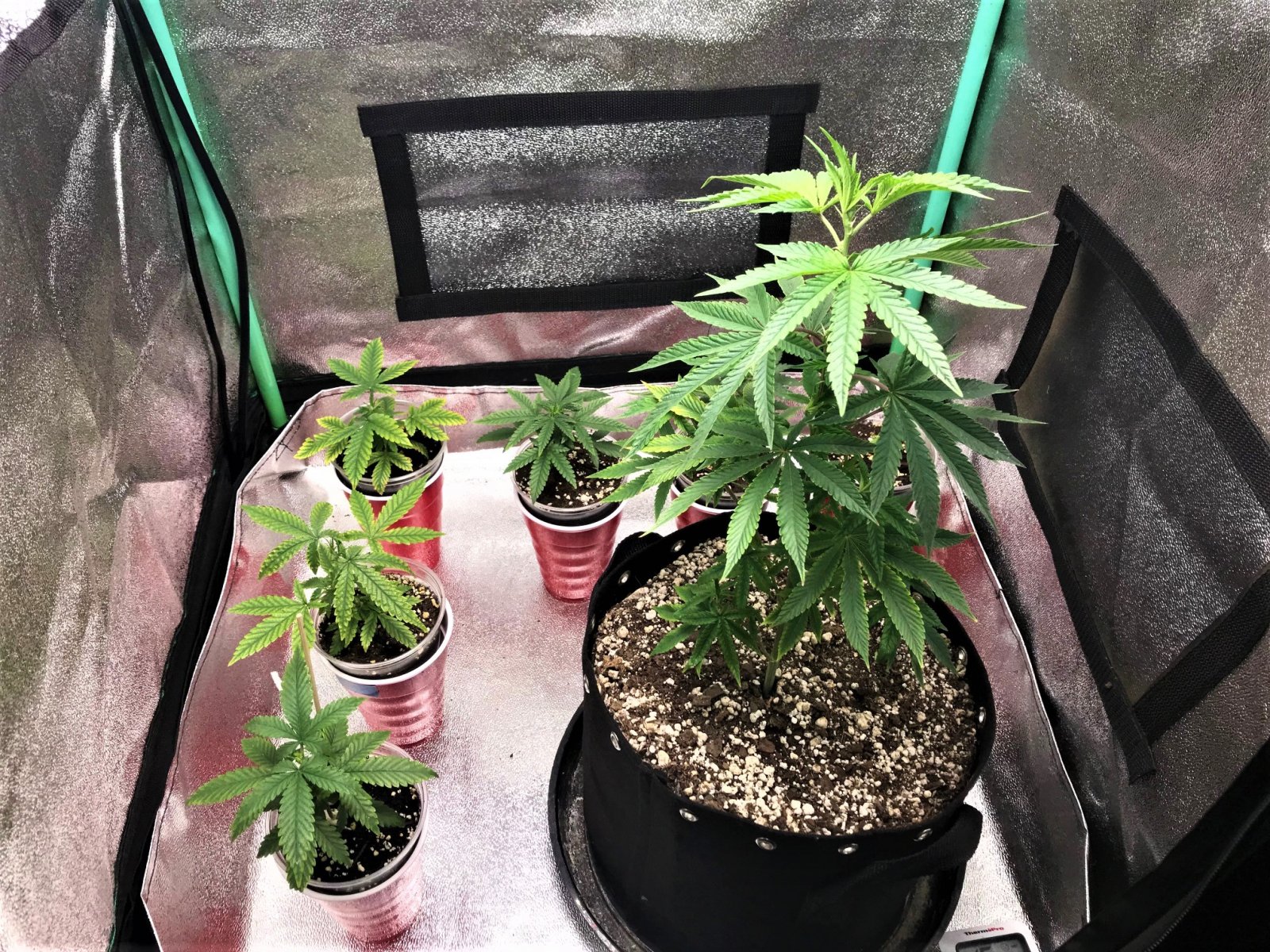 Autos + ARC clone 12-8-21.jpg