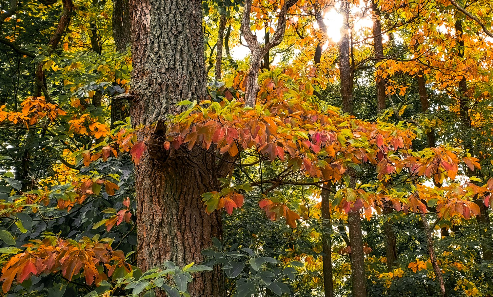 Autumn color.jpg