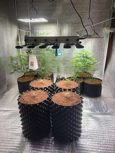 phlizon_full-specttum_led_grow_light (16)