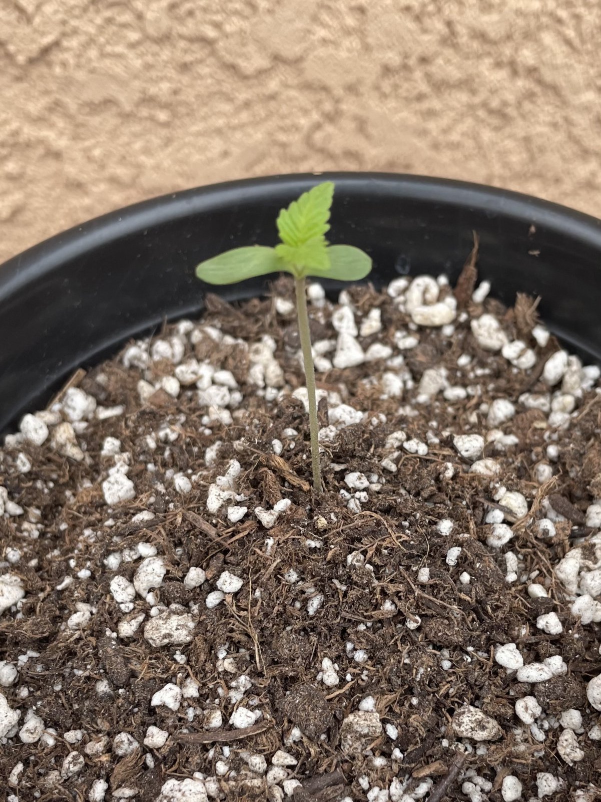 When to put seedlings outside? | 420 Magazine