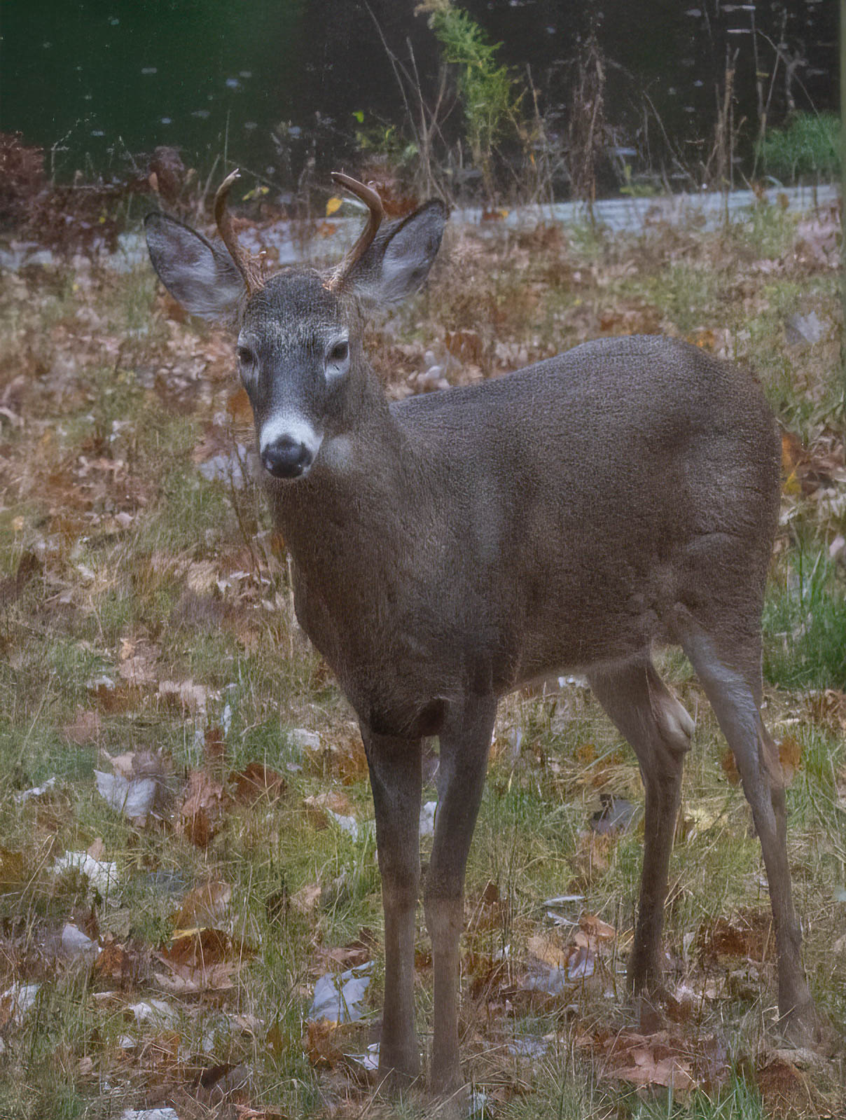 Backyard Buck early fall-1.jpg