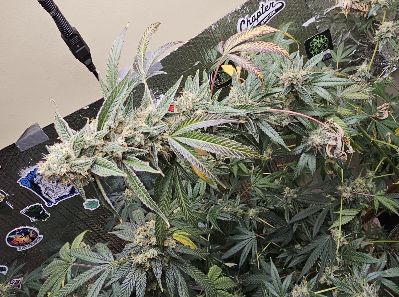 Banana Jealousy wk 18 wk 7 flower 2.jpg