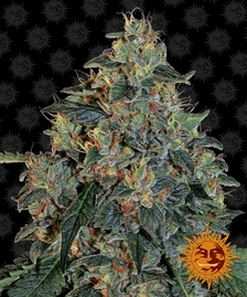 barneys_farm_blueberry-og_cannabis_seeds_278.jpg