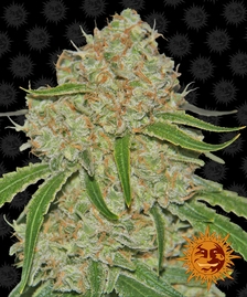 barneys_farm_phantom-og_cannabis_seeds_433.jpg