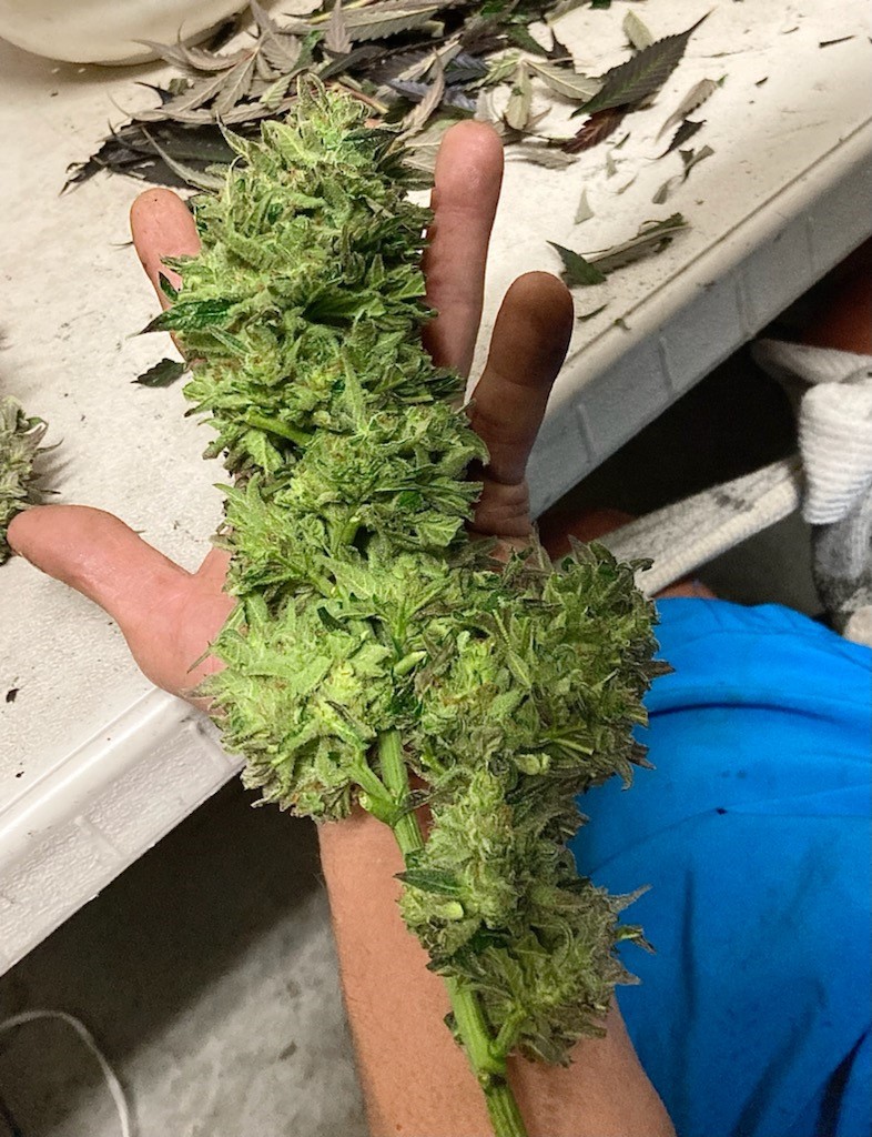 BB trim to dry bud.jpg