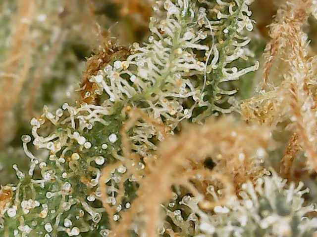 BC 6-12-24 F73 trichs (1).jpg