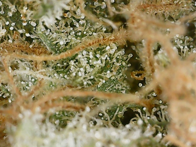 BC 6-22-24 trichs.jpg