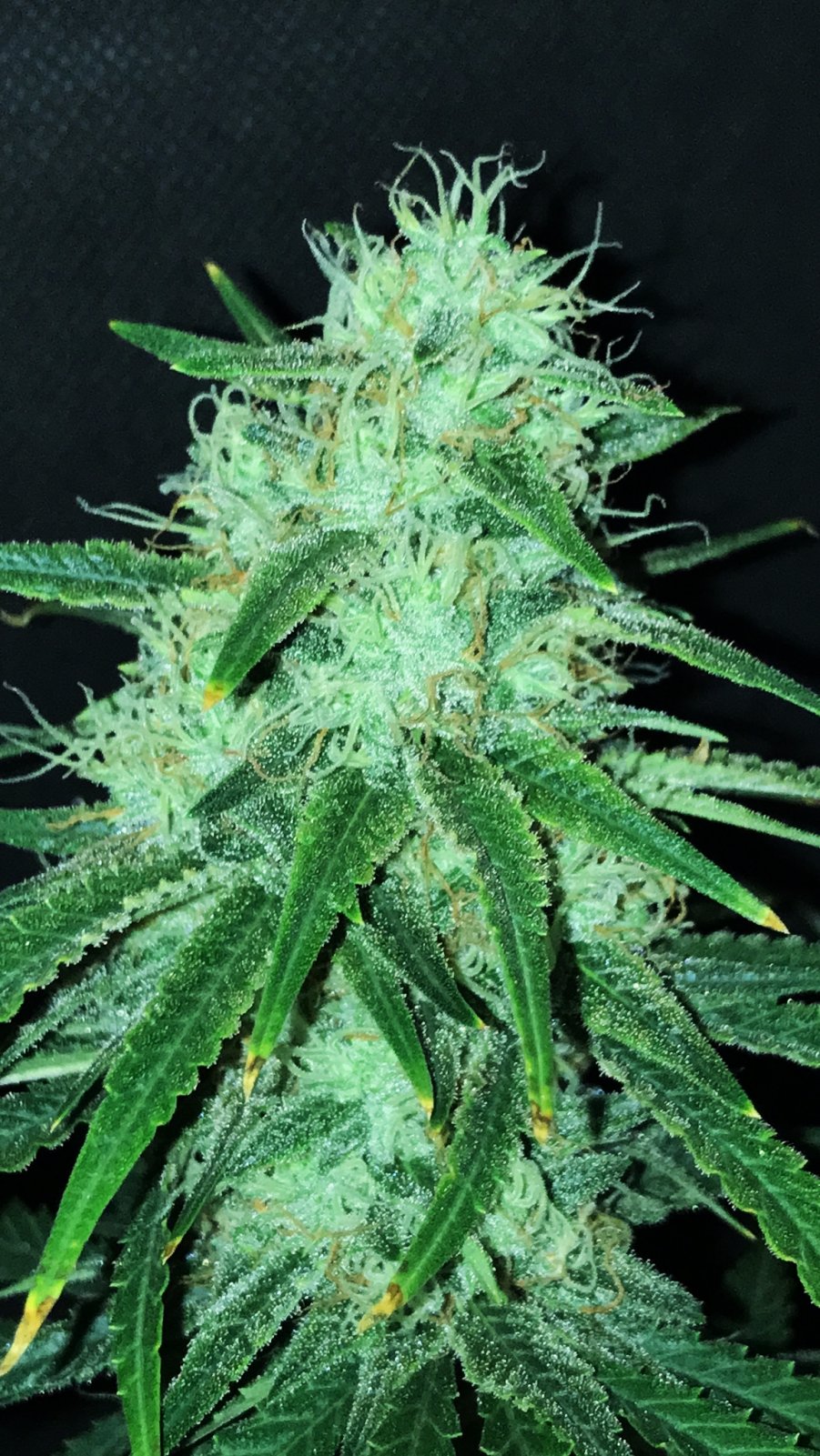 BD bud 5-12-22 F46.JPG