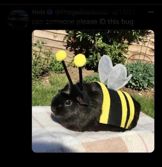 bee.jpg