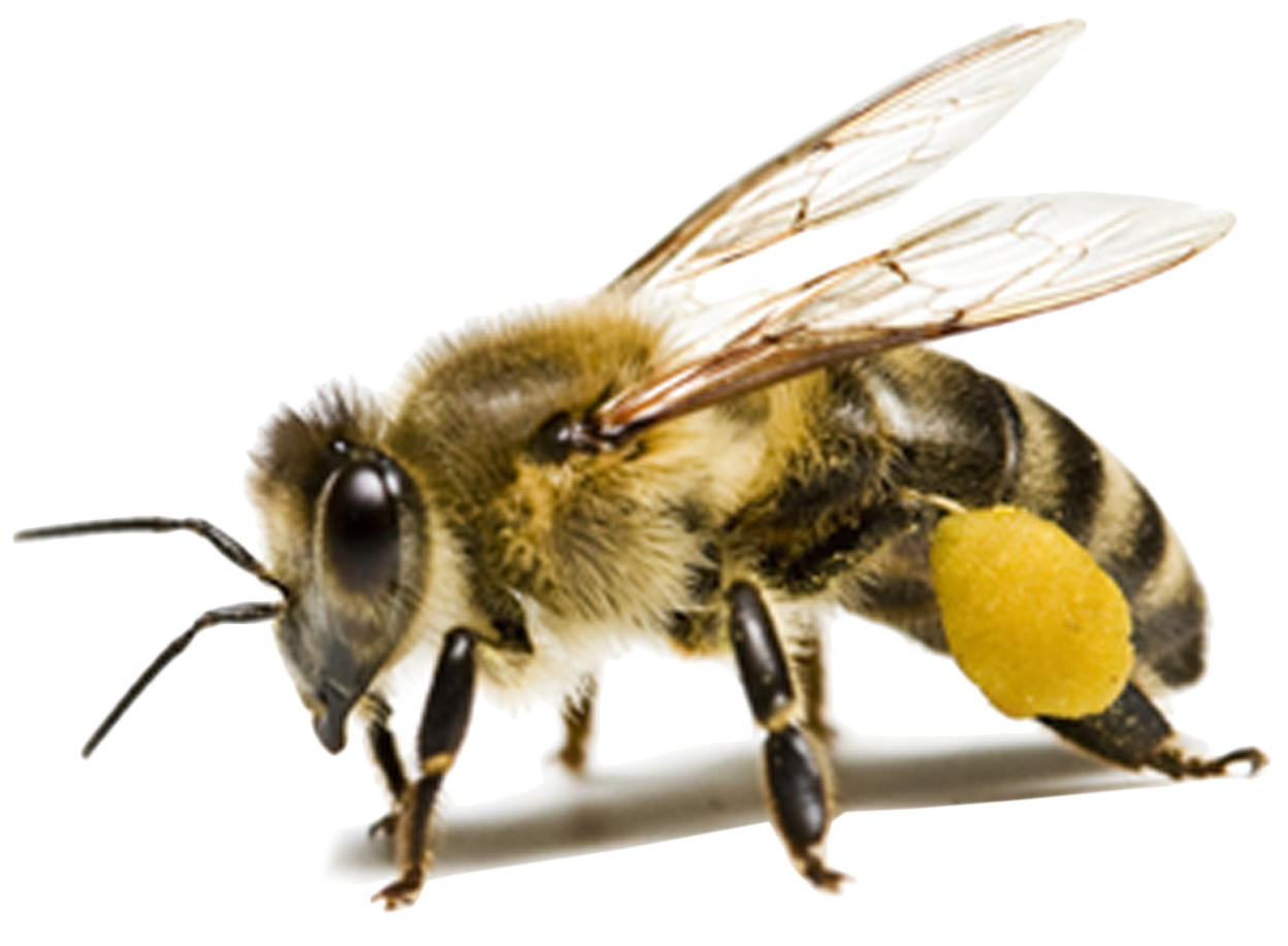 Bee1.png